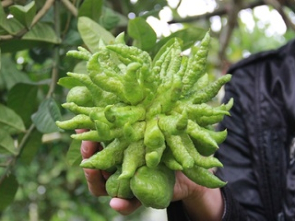 Loại quả làm đẹp bàn thờ ngày Tết là vị thuốc quý Loại quả làm đẹp bàn thờ ngày Tết là vị thuốc quý